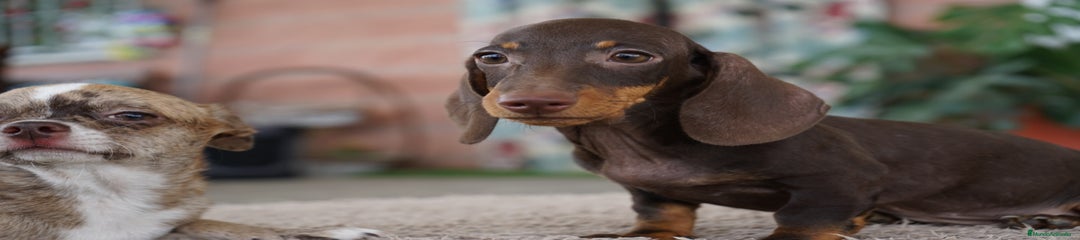 BOMGO