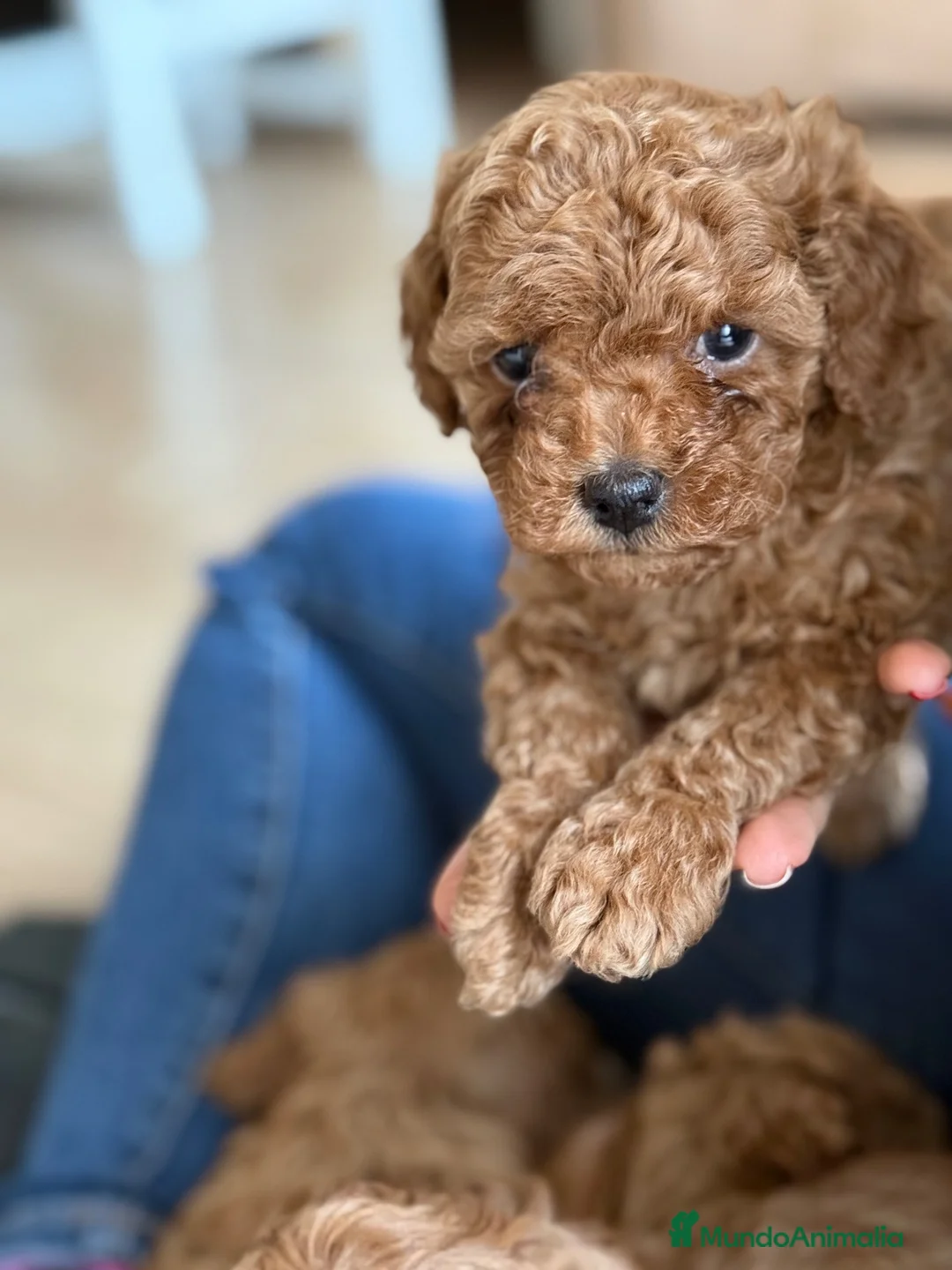 Caniche Toy perros en venta: Cachorro, macho de caniche Toy - Anuncio 5