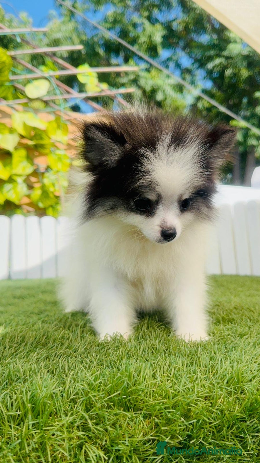 Pomerania perros en venta: POMERANIA HEMBRA ENVIOS A TODA ESPAÑA - Imagen 8
