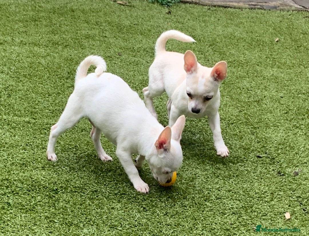 Chihuahua perros en venta: Cachorros chihuahua  - Anuncio 4