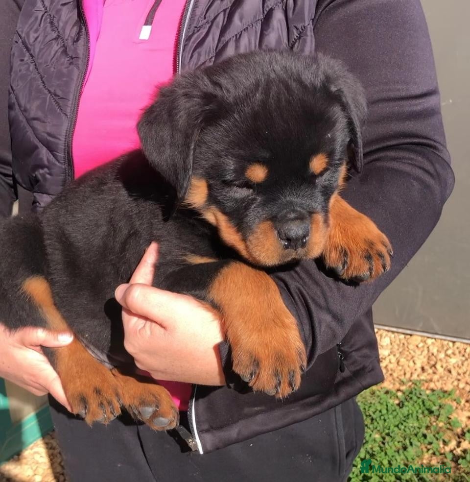 Rottweiler perros ROTTWEILER CACHORROS DISPONIBLES - Anuncio 1