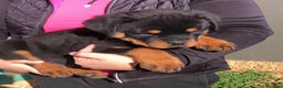 Rottweiler perros en venta: ROTTWEILER CACHORROS DISPONIBLES - Anuncio 1