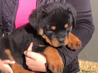 Rottweiler perros ROTTWEILER CACHORROS DISPONIBLES - Anuncio 4