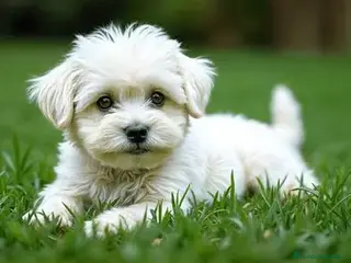 Bichón Maltés perros CACHORRO BICHON MALTES AMERICANO/COREANO - Anuncio 5