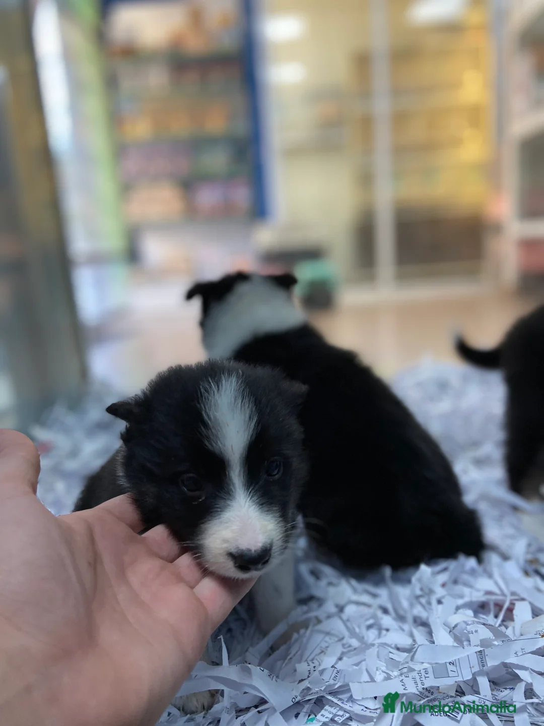 Border Collie perros en venta: Border Collie 350€ ¡PRECIO REAL! - Anuncio 2