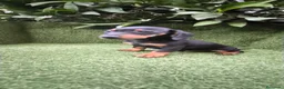 Teckel Miniatura perros en venta: teckel miniatura varios colores  - Anuncio 7