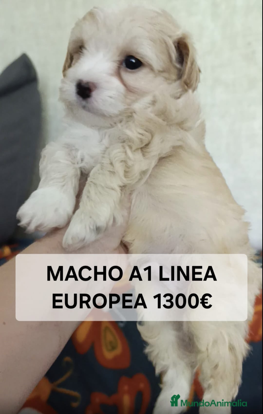 Maltipoo perros en venta: Preciosos cachorros Yorkiepoo  en Lugo - Anuncio 5