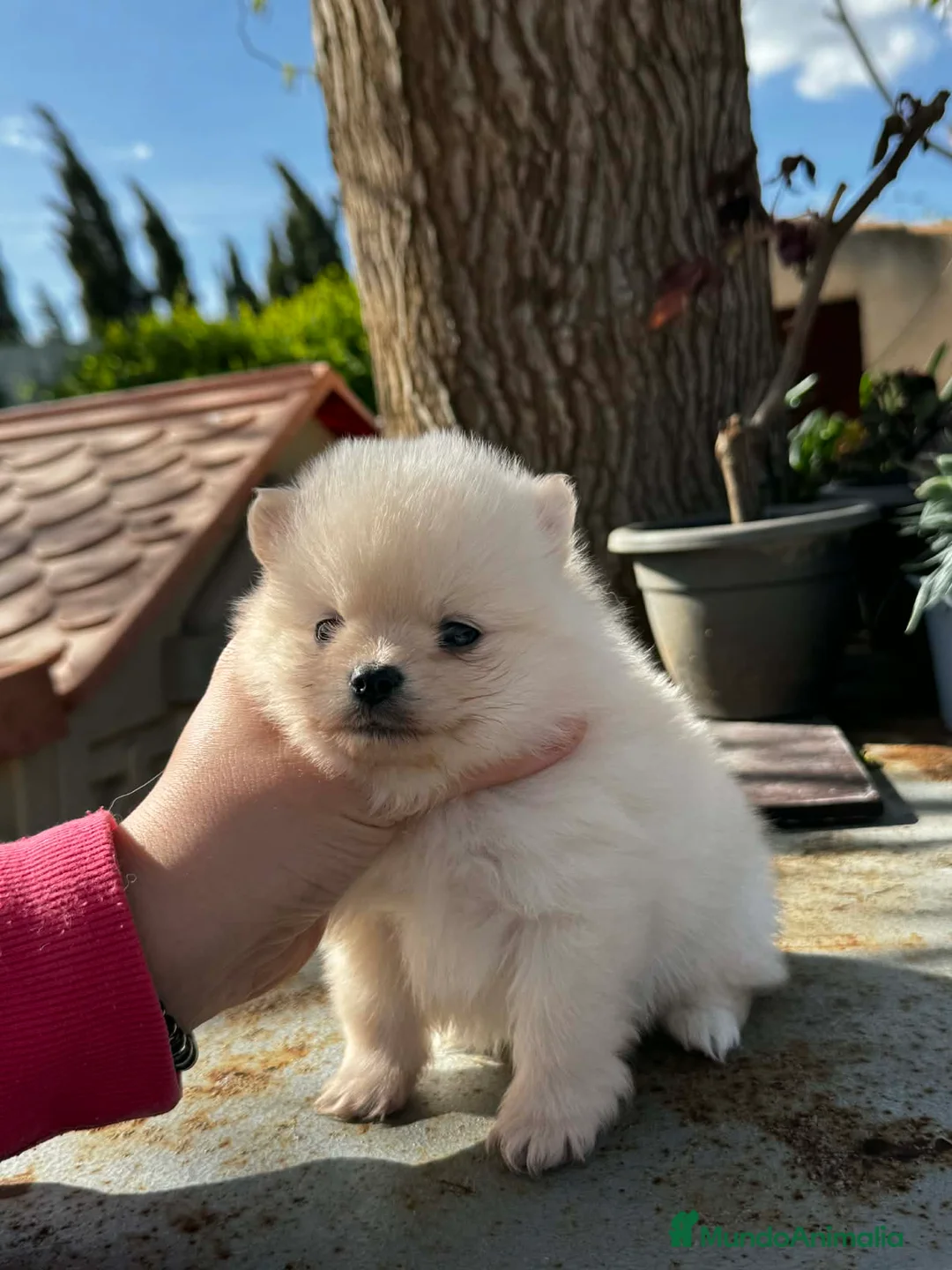 Pomerania perros en venta: Disponible 3 machitos POMERANIA - Anuncio 2