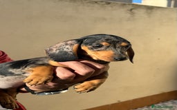 Teckel Miniatura perros en venta: Teckel miniatura Arlequín  - Imagen 4