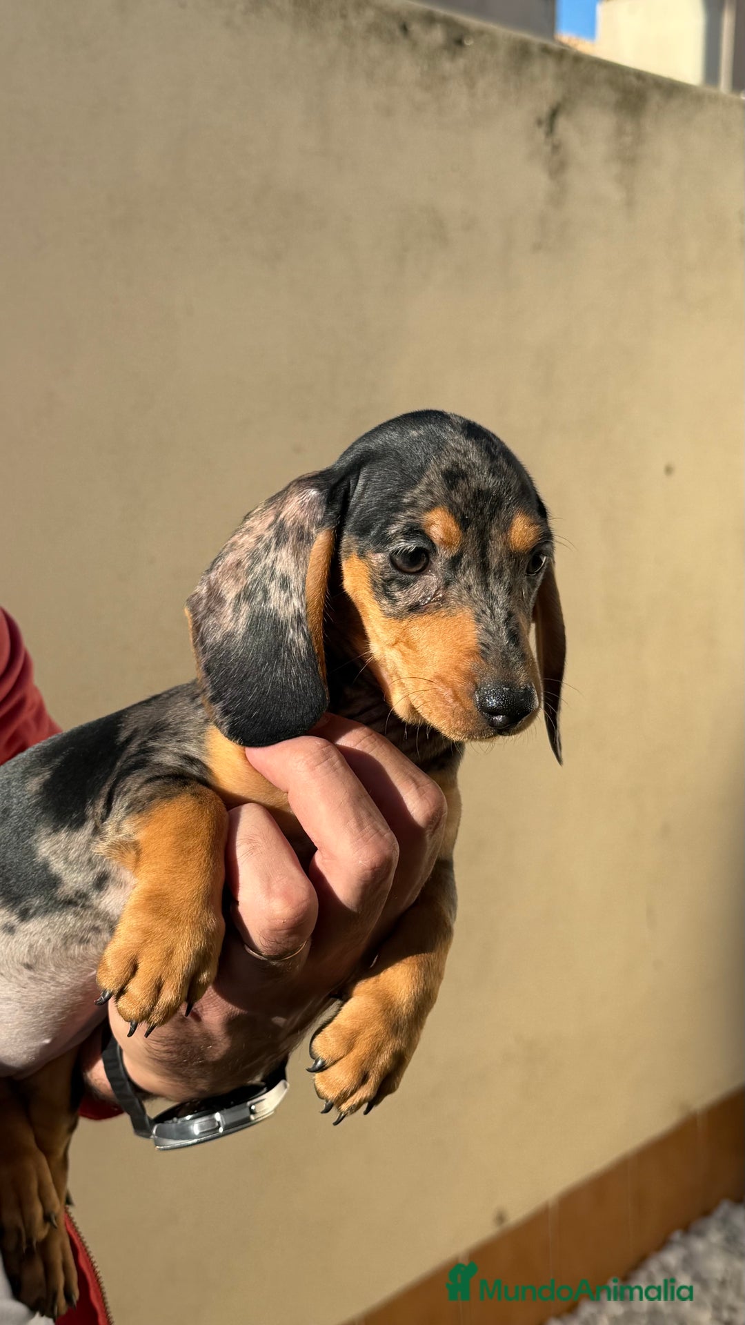 Teckel Miniatura perros en venta: Teckel miniatura Arlequín  - Imagen 4