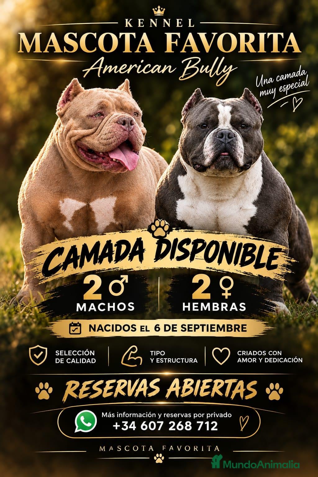 American Bully perros Cachorros de American Bully, tipo Pocket. - Anuncio 1