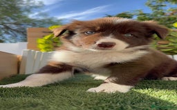 Border Collie perros en venta: BORDER COLLIE - Anuncio 6