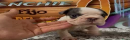 Bulldog Francés perros en venta: cachorrito de bulldog frances - Anuncio 2