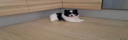 Pomerania perros en venta: Cachorrita de Pomerania  - Anuncio 1