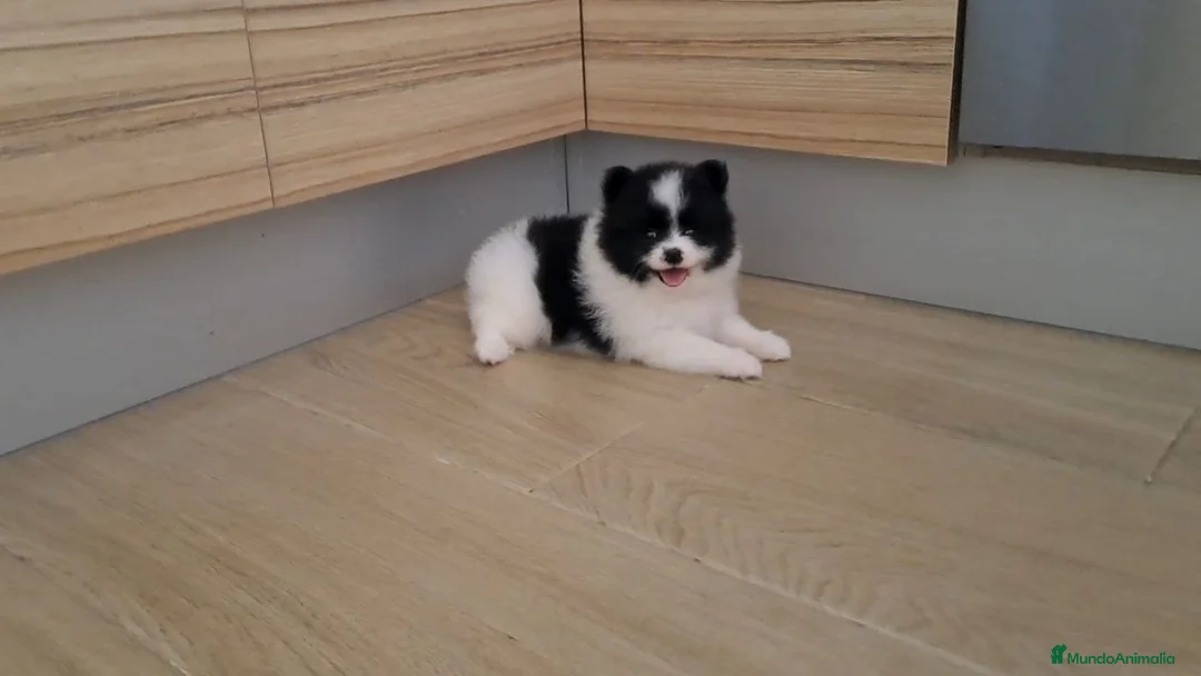 Pomerania perros en venta: Cachorrita de Pomerania  - Anuncio 1