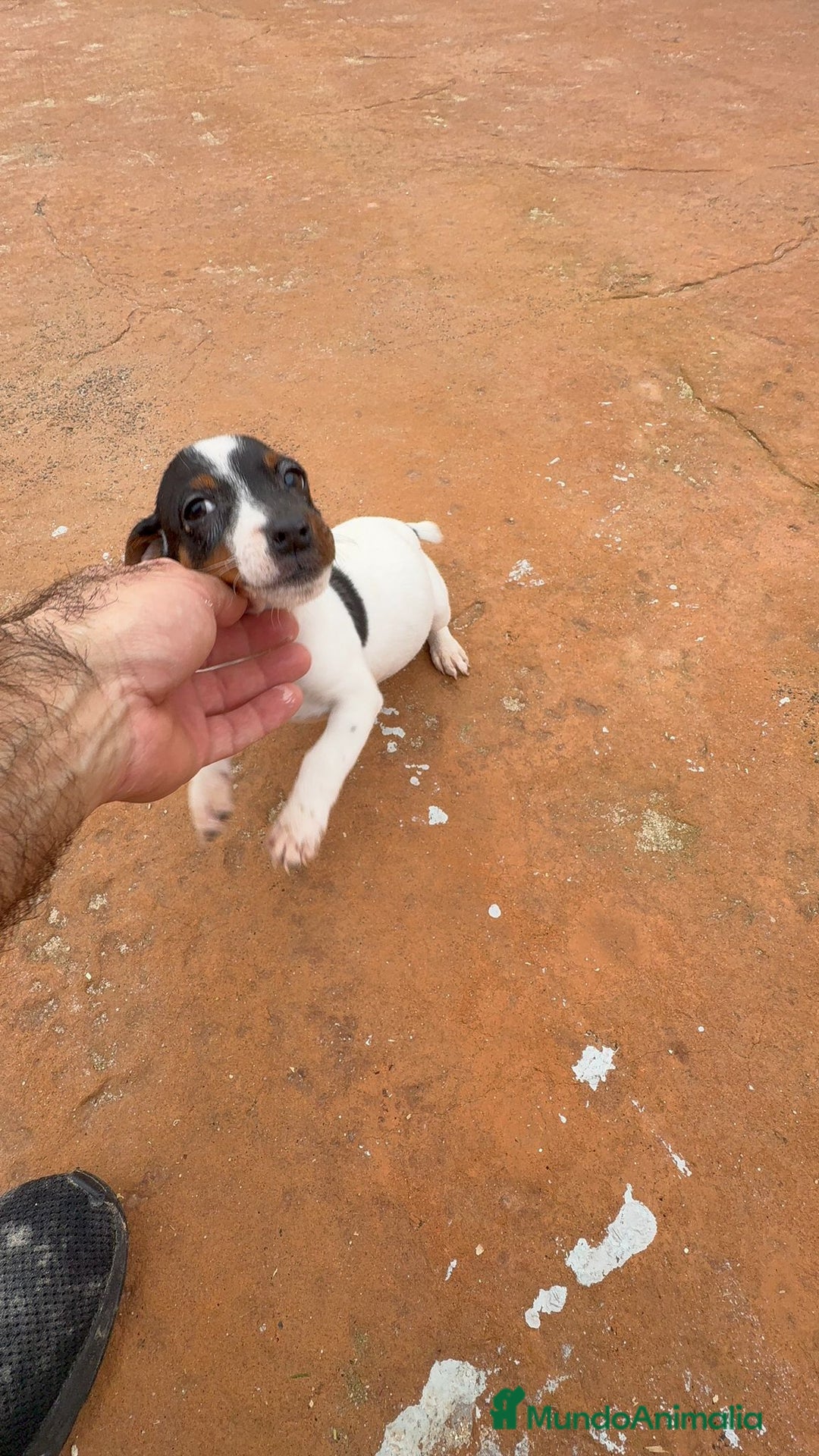 Jack Russell Terrier perros en venta: Jack Russell  - Anuncio 1