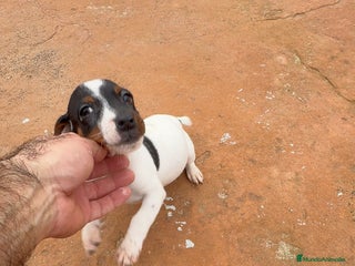 Jack Russell Terrier perros Jack Russell - Anuncio 1