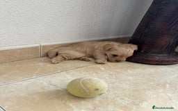Yorkshire Terrier perros en venta: YORSHIRE - Imagen 7