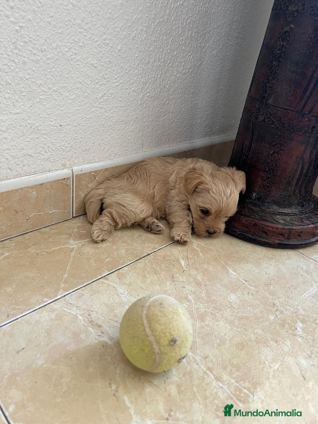 Yorkshire Terrier perros en venta: YORSHIRE - Imagen 7