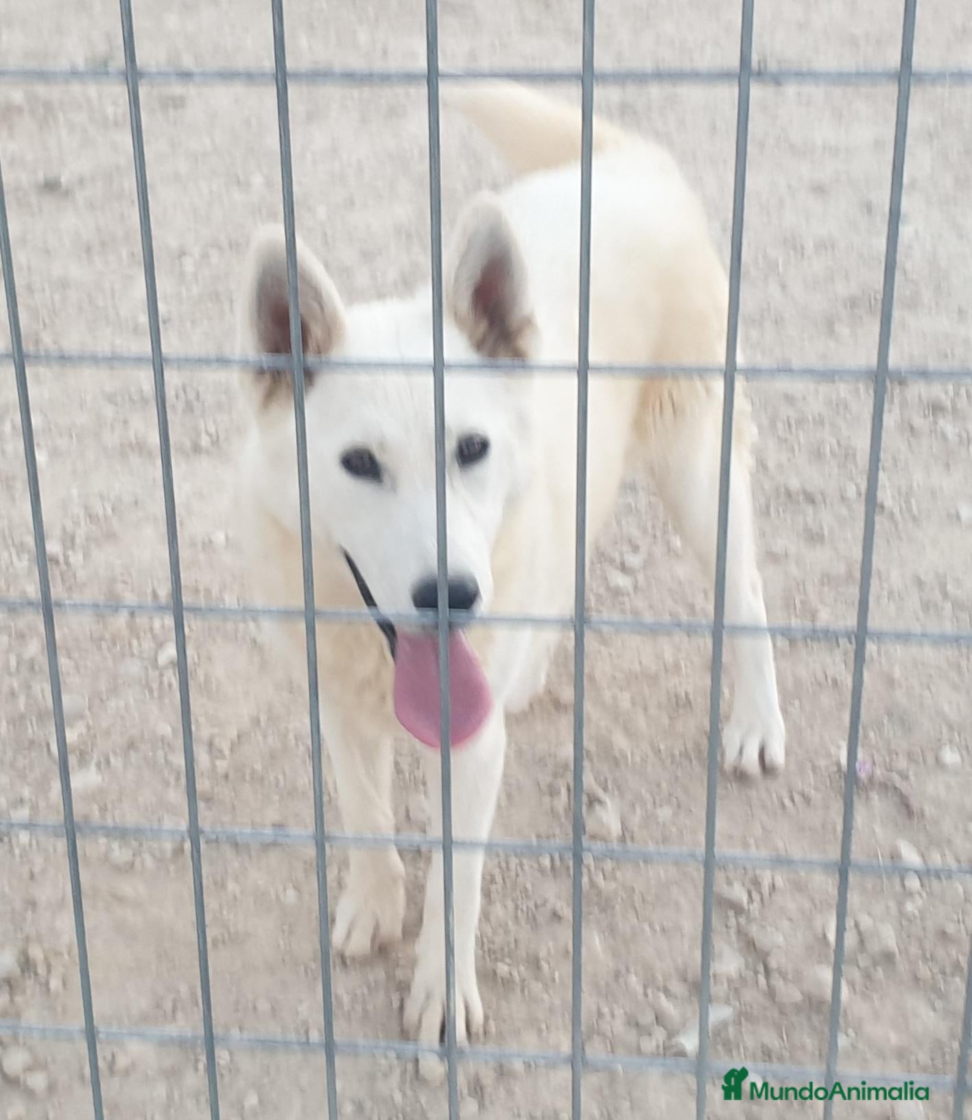 Husky Siberiano perros Husky siberiano con reconocimiento de raza pedigre - Anuncio 1