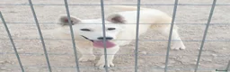 Husky Siberiano perros en venta: Husky siberiano con reconocimiento de raza pedigre - Anuncio 1