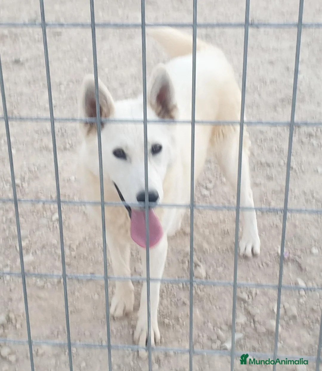 Husky Siberiano perros en venta: Husky siberiano con reconocimiento de raza pedigre - Anuncio 1