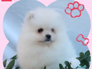 Pomerania perros POMERANIA LINEA TOY MUY CHATO - Anuncio 1