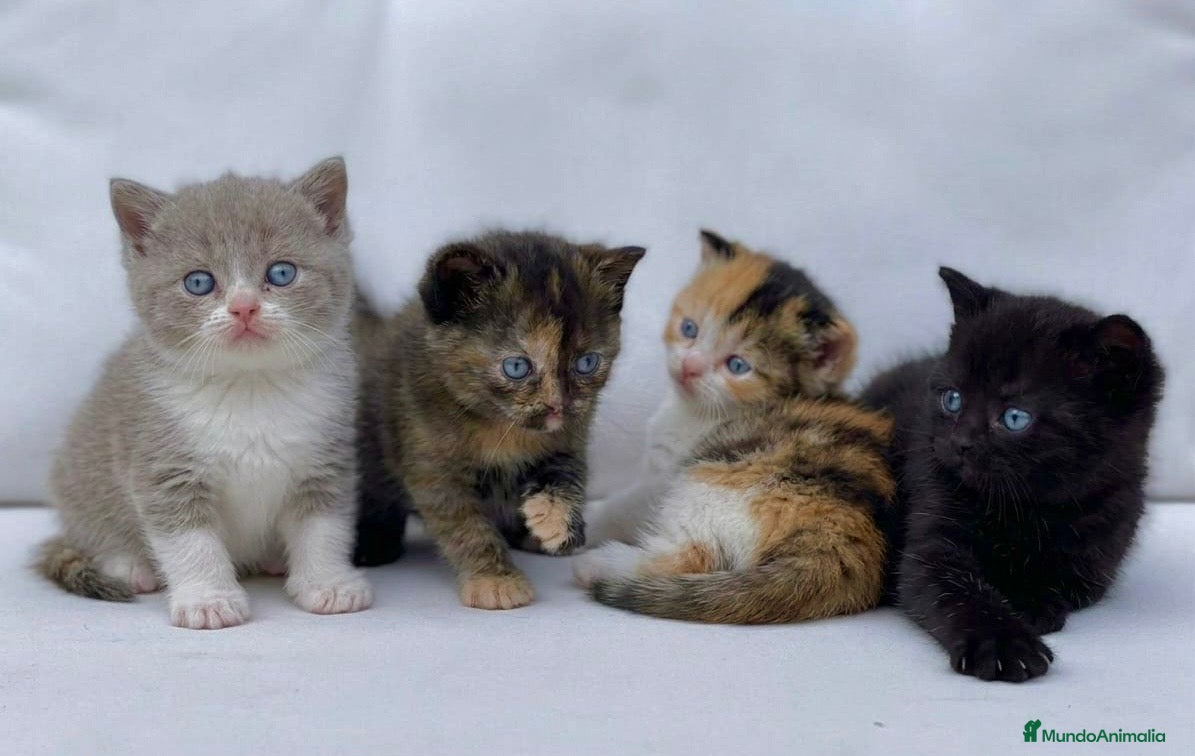 Británico de Pelo Corto gatos BRITISH SHORTHAIR BLACK PANTHER  - Anuncio 2