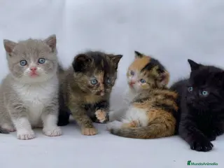 Británico de Pelo Corto gatos BRITISH SHORTHAIR BLACK PANTHER - Anuncio 2