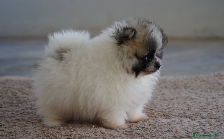 Pomerania perros - Propaganda 12