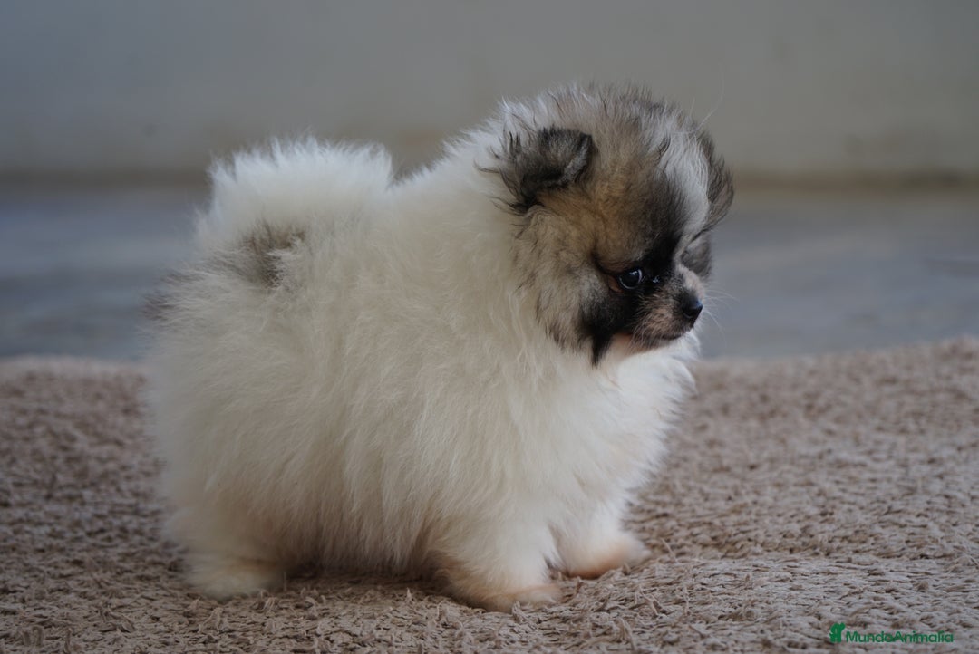 Pomerania perros en venta: 🐾🎨 Color, ternura y Pomeranias únicos 🧡 - Imagen 1