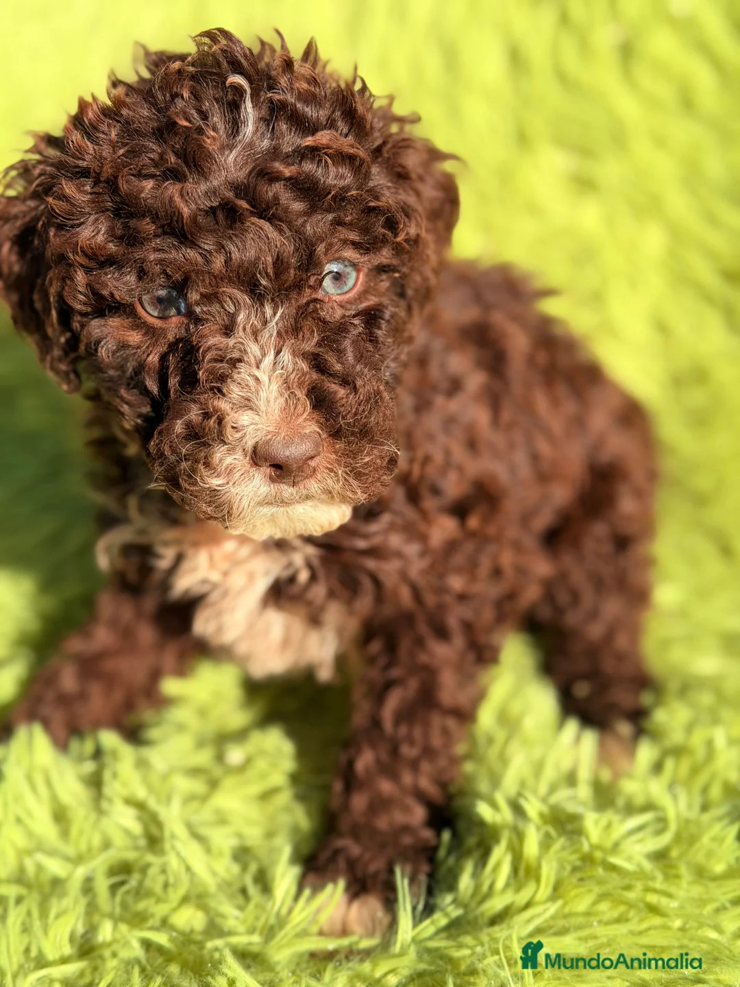 Perro de Agua Español perros en venta: Pdae chocolate ojo azul  - Anuncio 5