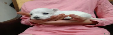 Bichón Maltés 6