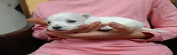 Bichón Maltés perros en venta: Maltes Toy - Anuncio 12