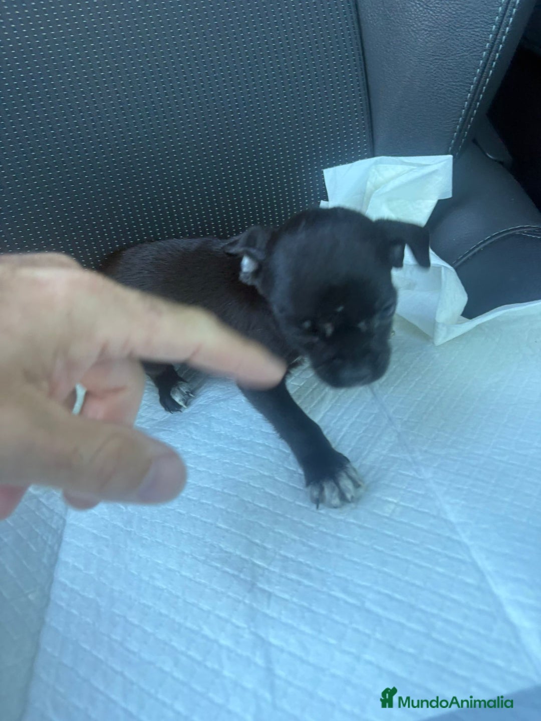 Chihuahua perros en venta: Chihuahua toy  - Anuncio 3