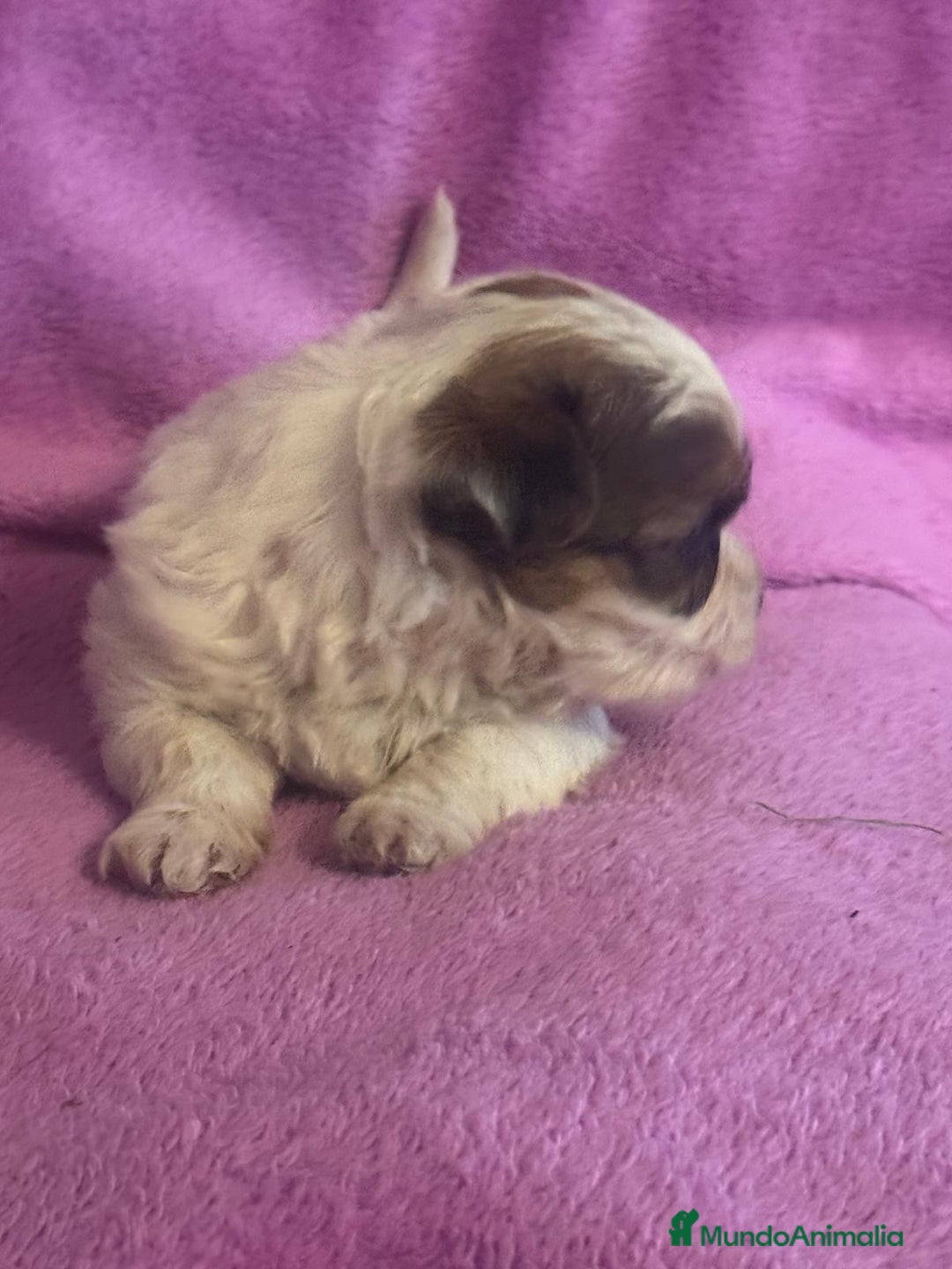 Morkie perros en venta: Morkies toys - Anuncio 9