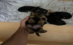Yorkshire Terrier perros en venta: Camada de Yorkshire - Imagen 3