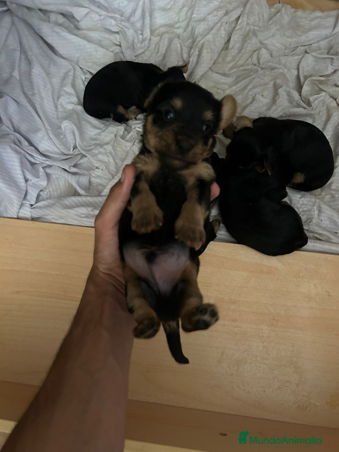 Yorkshire Terrier perros en venta: Camada de Yorkshire - Imagen 3
