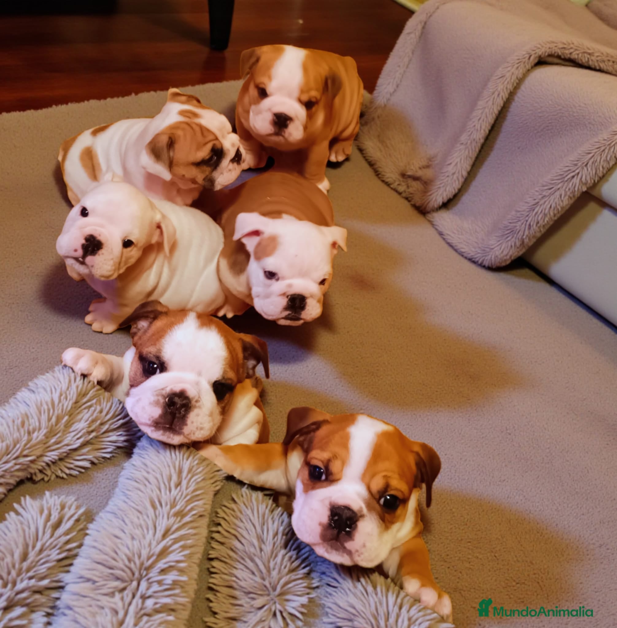 Bulldog Inglés perros Cachorro de Bulldog Ingles - Anuncio 1