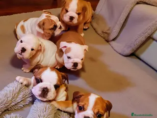 Bulldog Inglés perros Cachorro de Bulldog Ingles - Anuncio 1