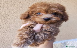 Caniche Toy perros en venta: Caniche toy  - Imagen 3