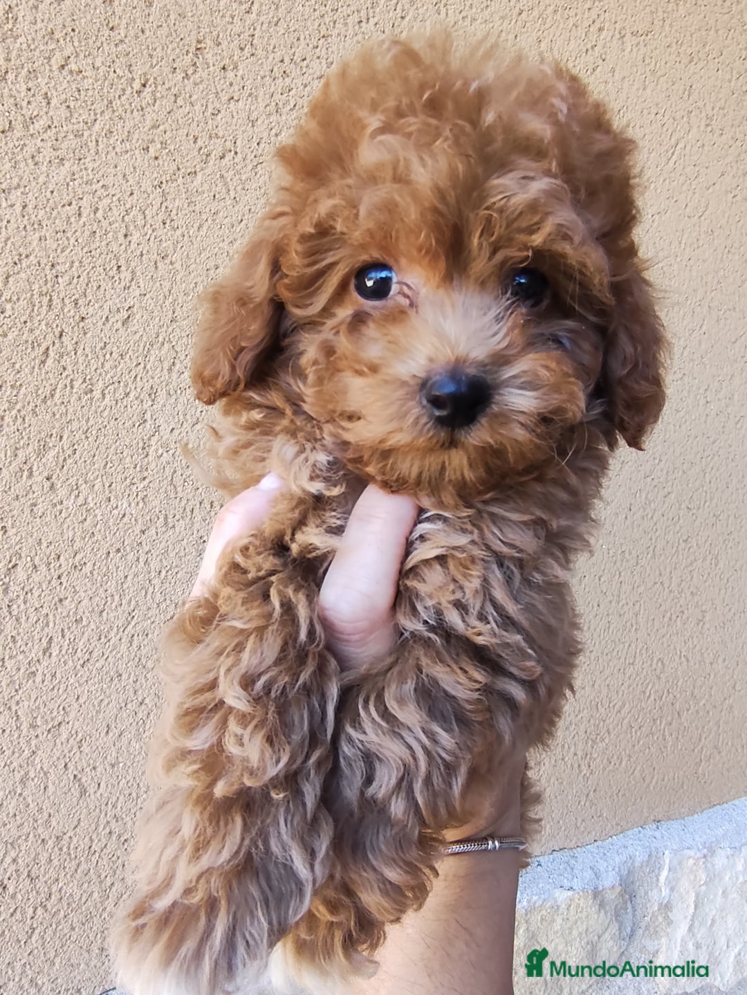 Caniche Toy perros en venta: Caniche toy  - Imagen 3