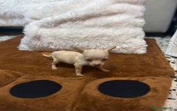 Ratón de Praga perros en venta: Hembrita de ratón de Praga  - Imagen 5