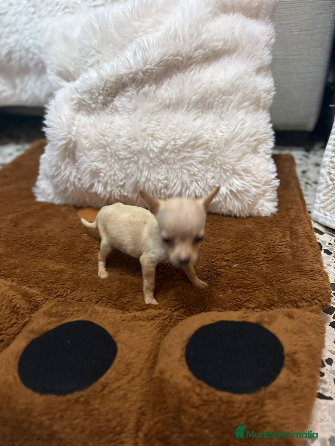 Ratón de Praga perros en venta: Hembrita de ratón de Praga  - Imagen 5