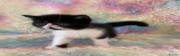Exótico de Pelo Corto gatos en venta: Exótico short hair - Anuncio 2