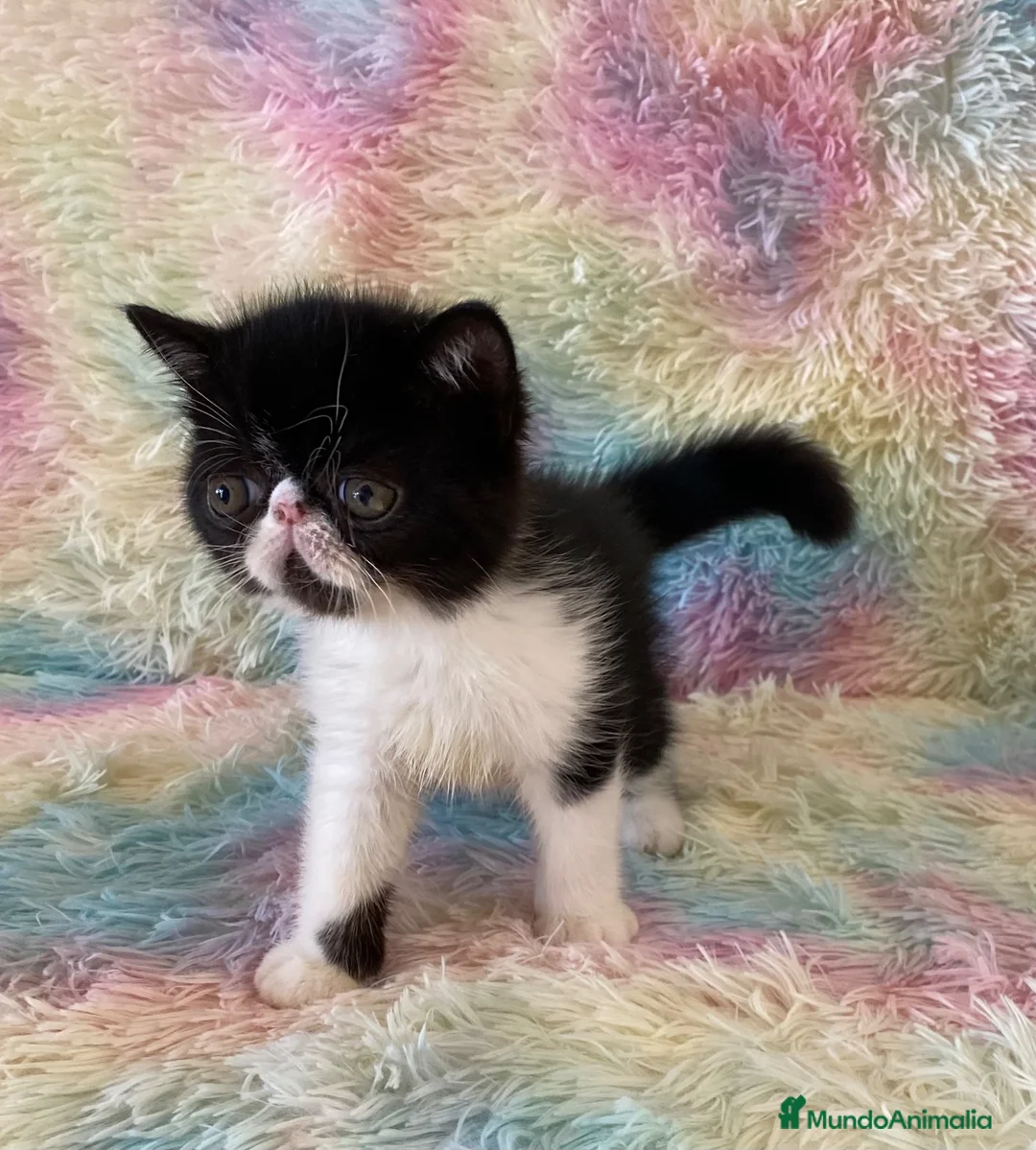 Exótico de Pelo Corto gatos en venta: Exótico short hair - Anuncio 2
