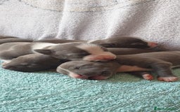 American Staffordshire-Terrier perros en venta: American Stanford  - Imagen 4