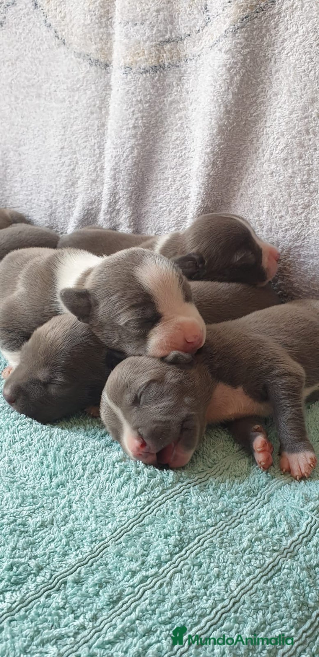American Staffordshire-Terrier perros en venta: American Stanford  - Imagen 4
