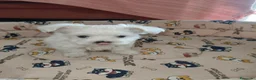 Bichón Maltés perros en venta: Bichon maltes Toy  - Anuncio 4