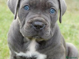 Cane Corso perros en Sevilla - Anuncio 30